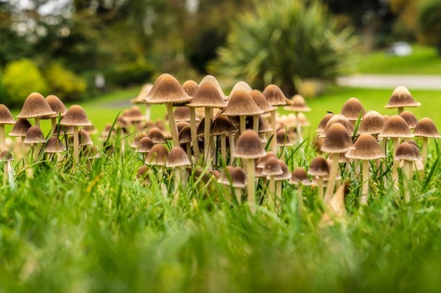 A group of mushrooms