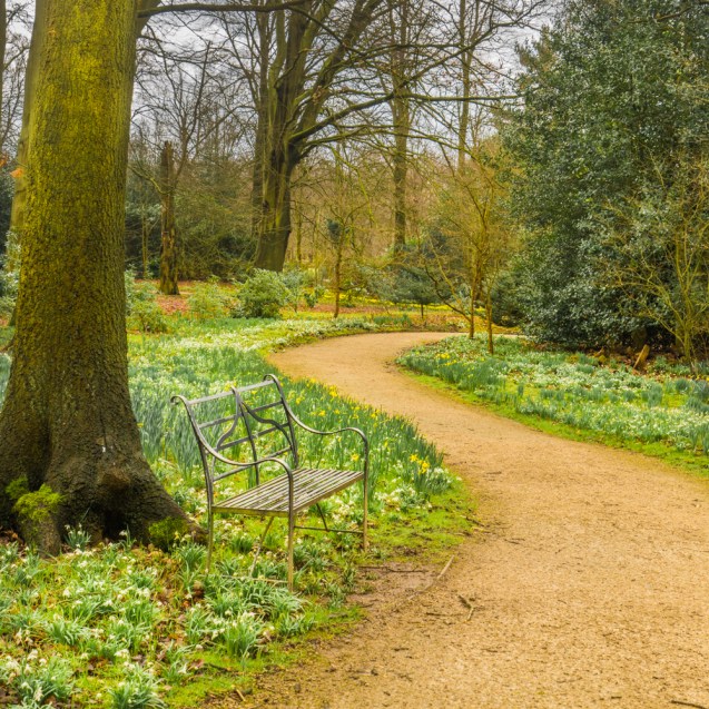 Snowdrops and daffodils.
