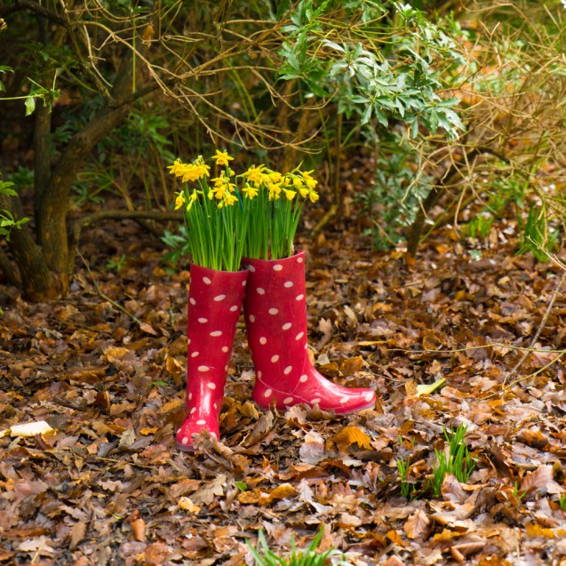 Daffodils in Wellies.
