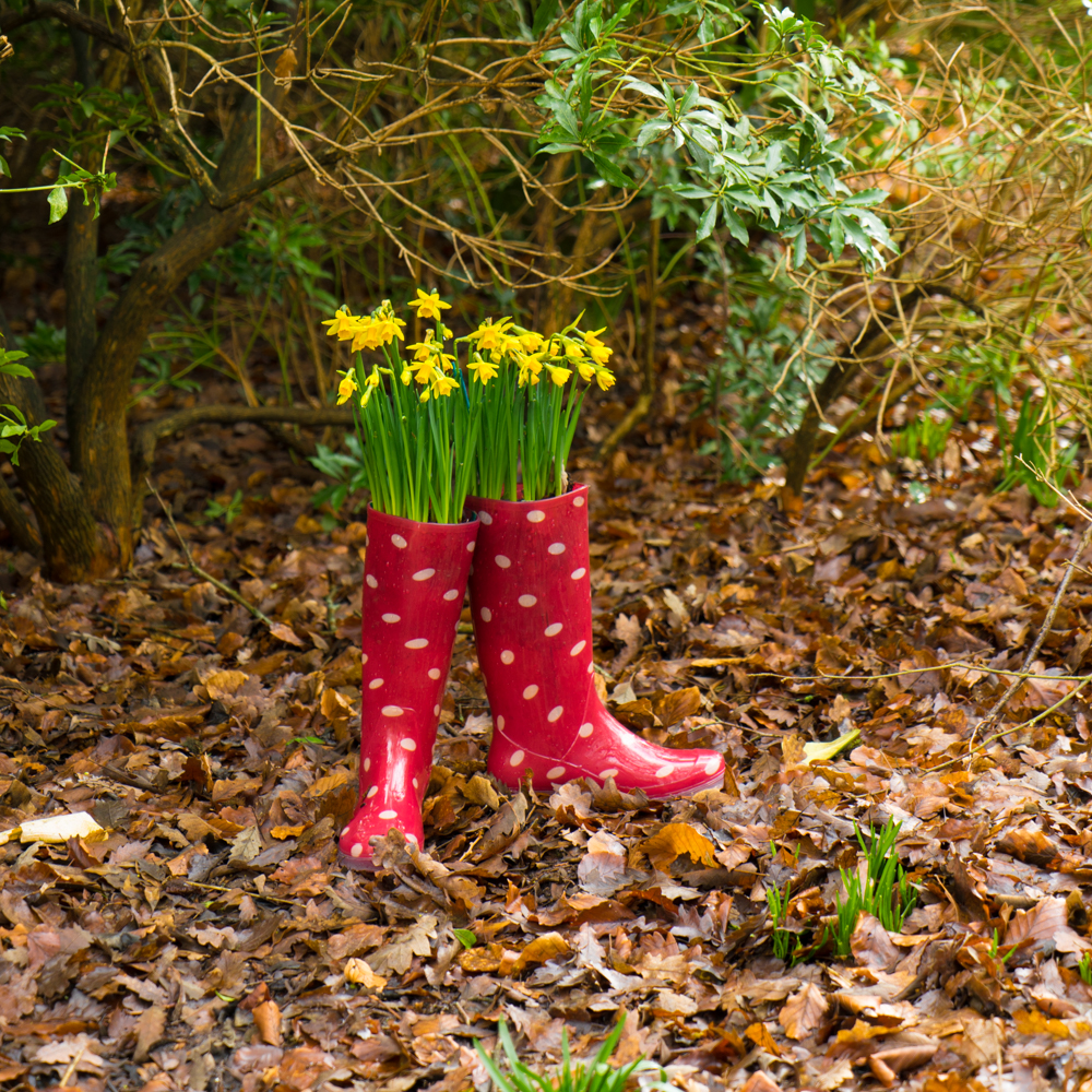 Daffodils in Wellies.