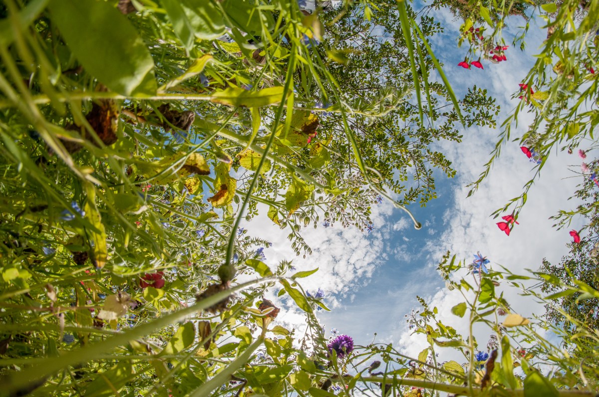 Bugs eye view of wild flower meadow.