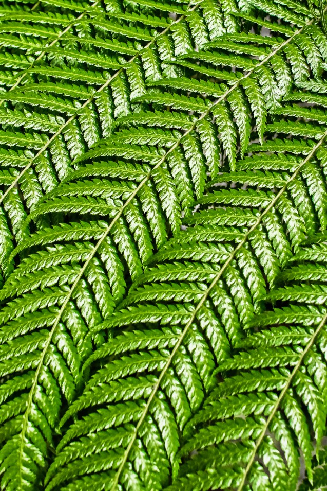 Fern Patterns