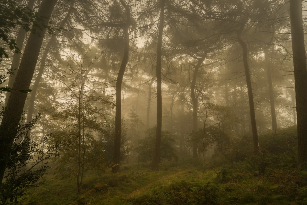 Misty woodland