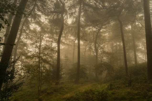 Misty woodland