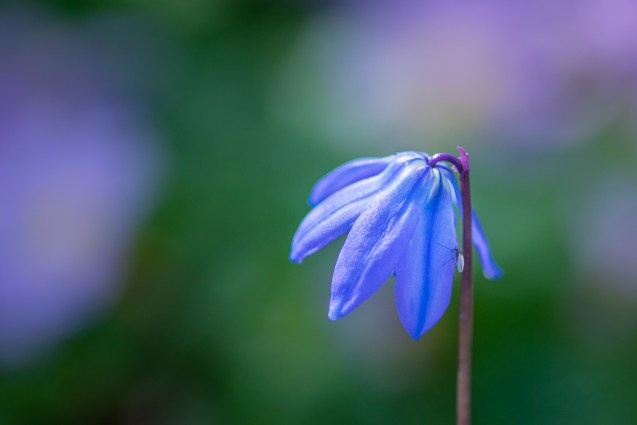 Blue flower with an insect on it.