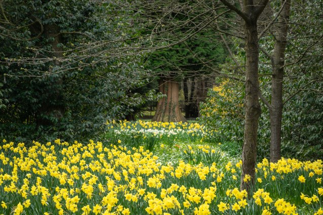 Daffodils at Thorp Perrow