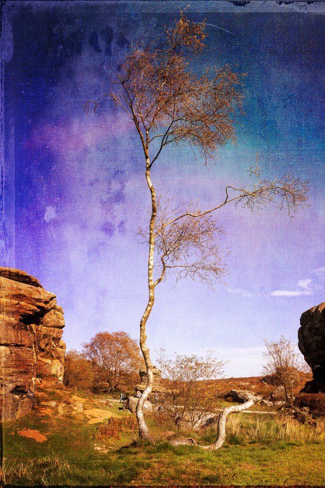 Twisted Birch at Brimham Rocks