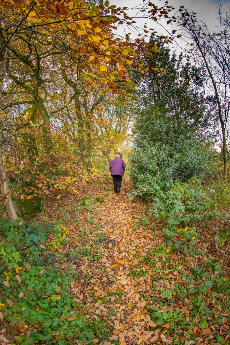 Woodland Walk