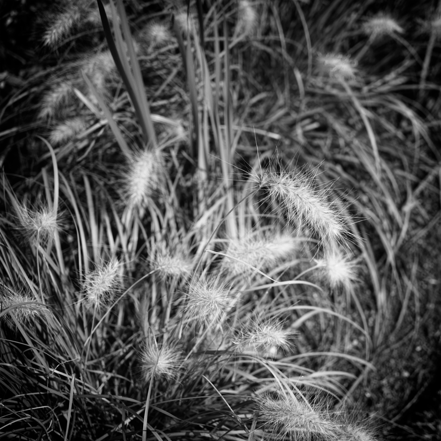 Mono image of grasses