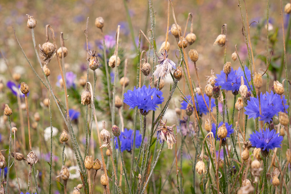Cornflowers